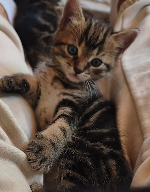 Wunderschöne Kitten suchen ein liebevolles Zuhause Bild 4