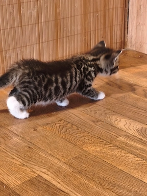 Wunderschöne Kitten suchen ein liebevolles Zuhause Bild 7