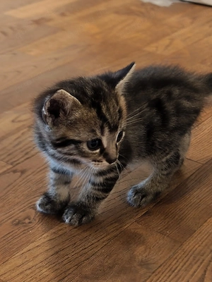Wunderschöne Kitten suchen ein liebevolles Zuhause Bild 6