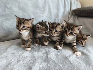 Wunderschöne Kitten suchen ein liebevolles Zuhause