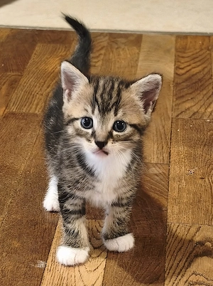 Wunderschöne Kitten suchen ein liebevolles Zuhause Bild 5