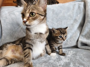 Wunderschöne Kitten suchen ein liebevolles Zuhause Bild 9