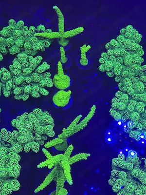 Acropora tumida Enzmann Koralle