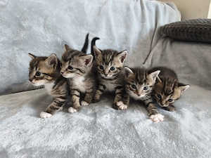 Wunderschöne Kitten suchen ein liebevolles Zuhause Bild 2