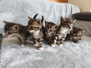 Wunderschöne Kitten suchen ein liebevolles Zuhause Bild 3