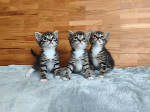 Wunderschöne Kitten suchen ein liebevolles Zuhause Bild 10