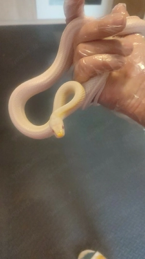 Kornnatter 1.0 albino ,tessera 