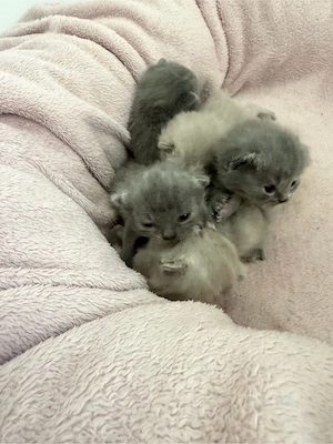 Britisch Kurzhaar kitten
