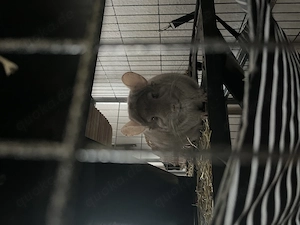 Zwei weibliche Chinchillas zu verkaufen 