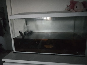 Axolotl mit Aquarium 