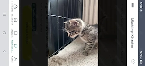 Kleiner Kater grau