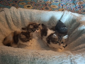 perserkitten