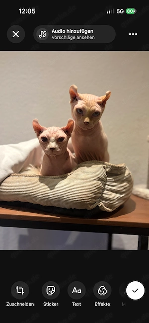 Elf Sphinx Kater in liebevolle Hände abzugeben 