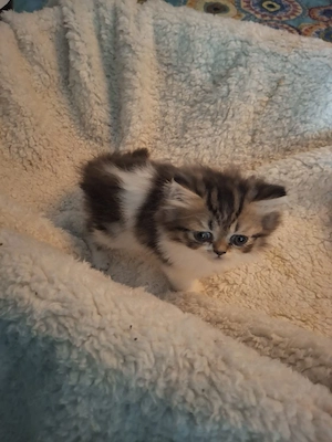 perserkitten