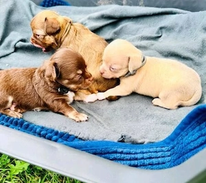 Reinrassiger Chihuahua-Welpe 