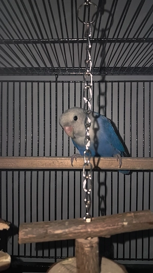 Lovebirds  unzertrennliche 