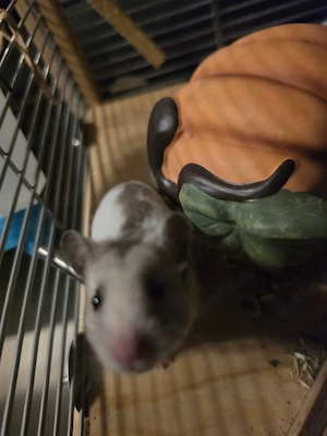 hamster weiblich 