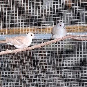 Diamanttäubchen 