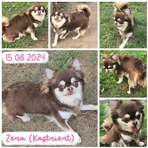 Zera Chihuahua hündin kastriert sucht zum 23.10 ein heim
