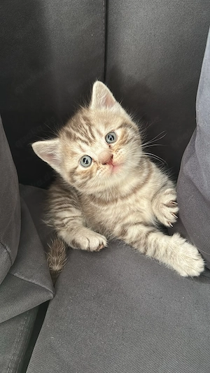 Zuckersüße BKH Kitten 