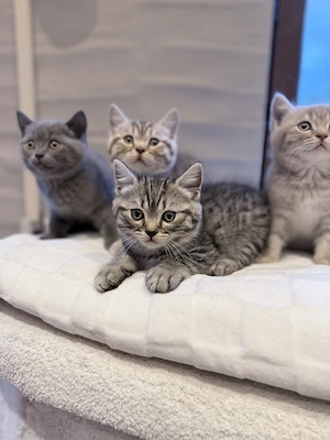 Zuckersüße BKH Kitten 