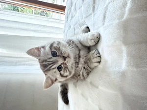 Zuckersüße BKH Kitten 