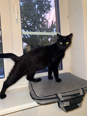 Titel: Wunderschöne, neugierige schwarze Katze (geb. 17.06.2024) sucht liebevolles Zuhause!   