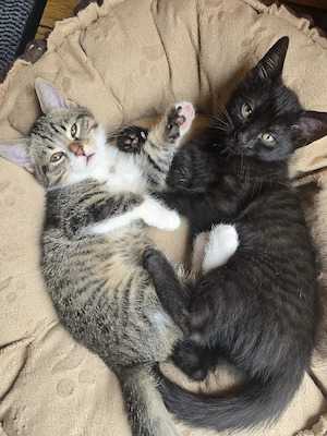 BKH-Mix-Kitten  Bild 2