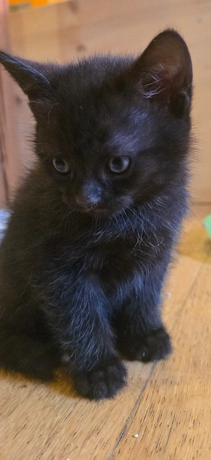BKH-Mix-Kitten  Bild 3