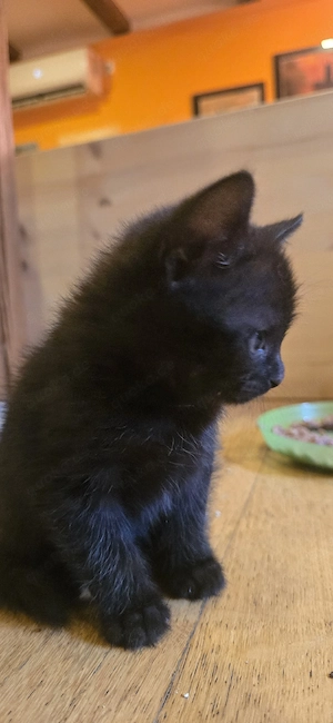 BKH-Mix-Kitten 