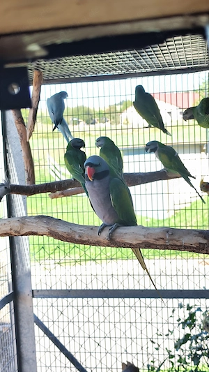 Chinasittich Psittacula derbiana