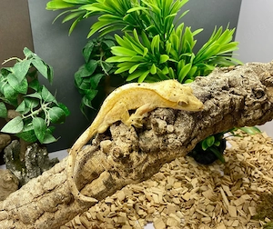 Kronengecko Correlophus cilliatus
