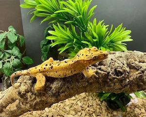 Kronengecko Correlophus cilliatus
