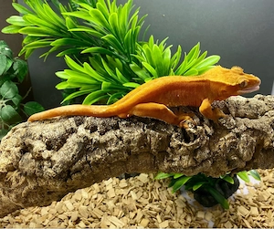 Kronengecko Correlophus cilliatus