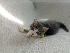Pudding Maine-Coon-Mix Kitten Mädchen | Silver Grey Tabby