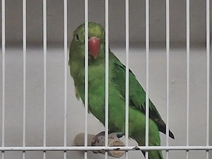 Tarantaweibchen abzugeben