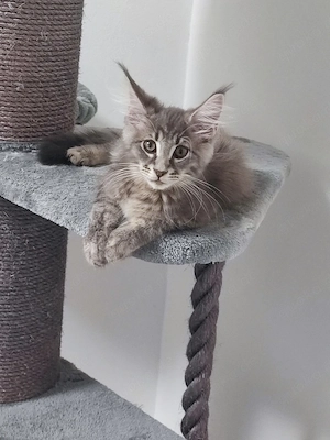 Main Coon Katzen 
