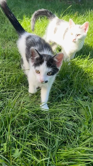 kleine Katzen