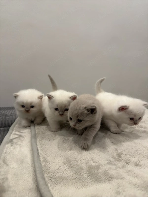 BKH-Kitten , BKH-Blue Points