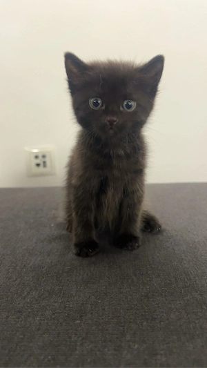 6 Wunderschöne Kitten 