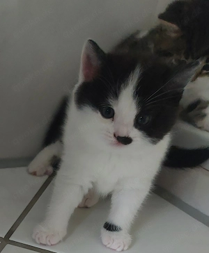  Liebevolles Zuhause  für 4 BKH-Kitten  gesucht. 