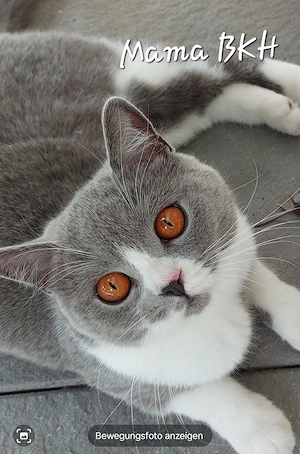  Liebevolles Zuhause  für 4 BKH+ EKH Kitten  gesucht. 