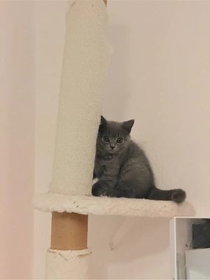 2 süße BKH Kater suchen ein neues Zuhause 