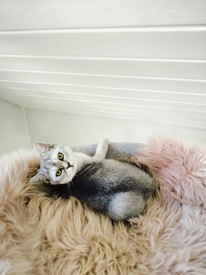 Zwei liebe Kater suchen ein neues Zuhause