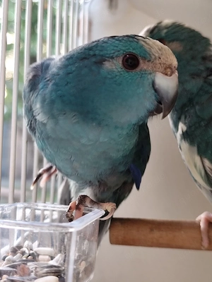 Ziegensittiche Pärchen blau 