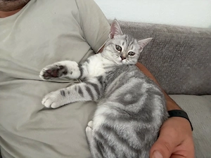 katzen bkh