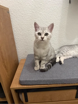 katzen bkh
