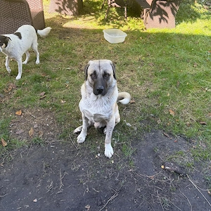 Verspielter Kangal, 1,5 Jahre, sucht Zuhause mit Garten und Zweithund Bild 4