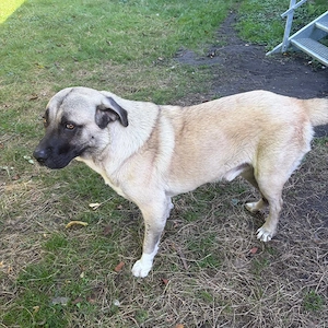 Verspielter Kangal, 1,5 Jahre, sucht Zuhause mit Garten und Zweithund Bild 2
