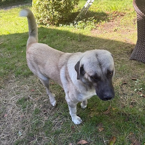 Verspielter Kangal, 1,5 Jahre, sucht Zuhause mit Garten und Zweithund